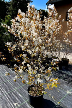 Amelanchier lamarckii (viackmeň)