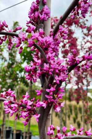 Cercis canadensis 'Lavender Twist'