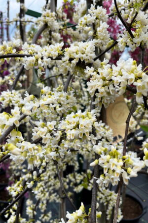 Cercis canadensis 'Vanilla Twist'