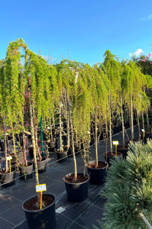 Larix kaempferi 'Stiff Weeper'
