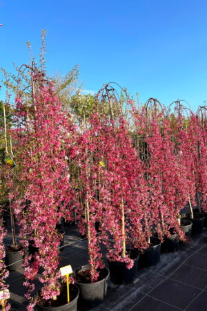 Malus 'Royal Beauty'