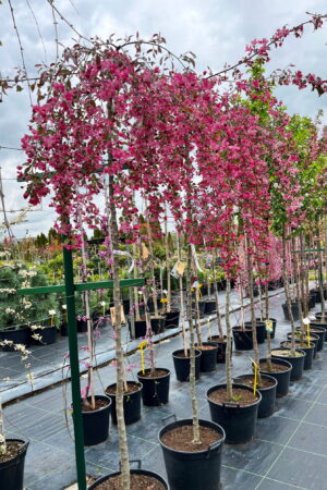 Malus 'Ruby Tears'