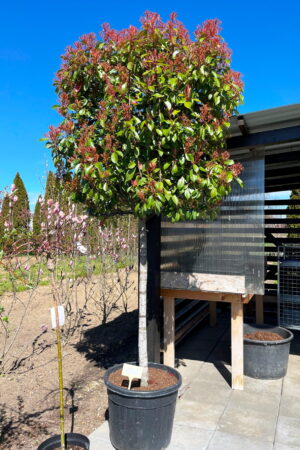 Photinia fraseri 'Red Robin' (špalier)