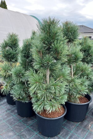 Pinus flexilis 'Vanderwolfs Pyramid'