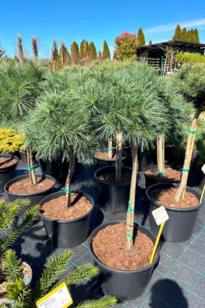 Pinus strobus 'Bergman's Mini'