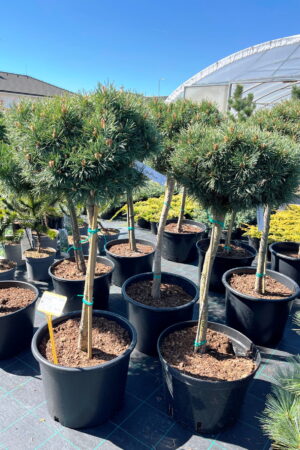 Pinus sylvestris 'Martham'