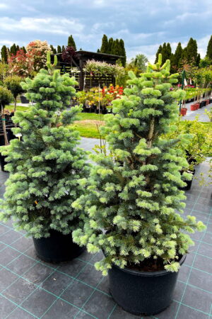 Abies lasiocarpa 'Compacta'