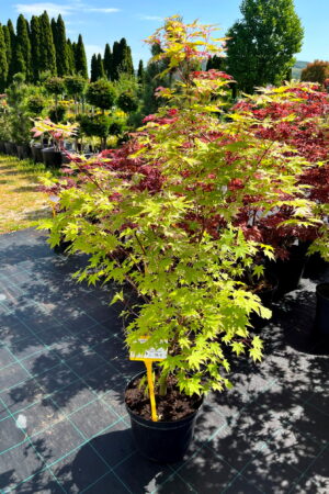 Acer palmatum 'Asahi-Zuru'