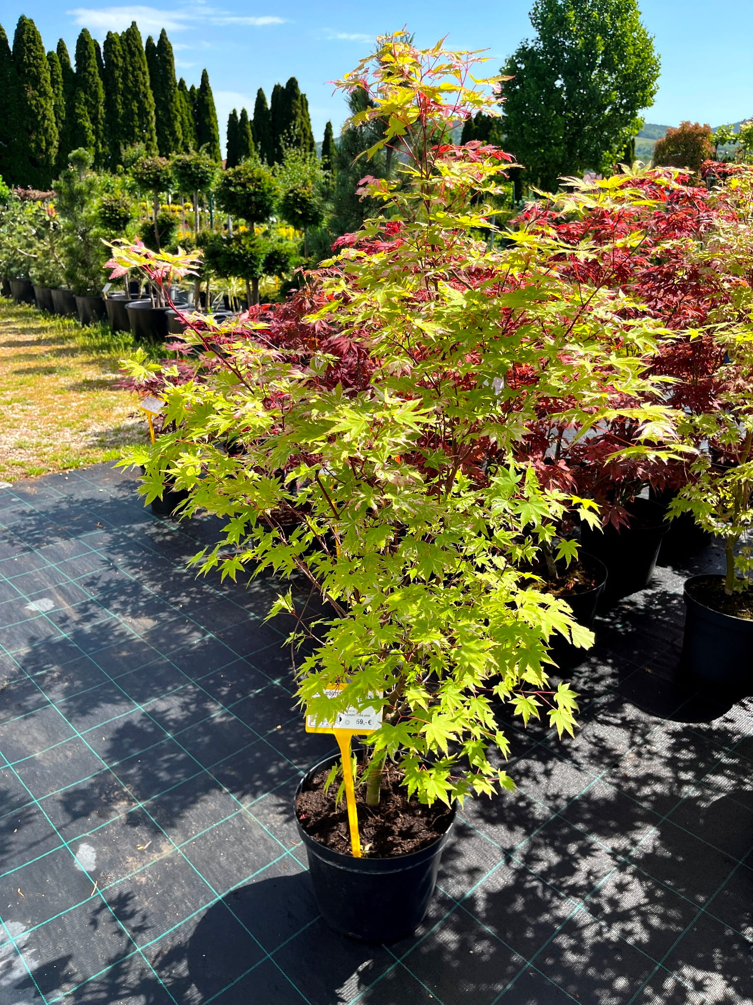 Acer palmatum 'Asahi-Zuru'