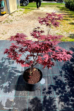 Acer palmatum 'Bloodgood'