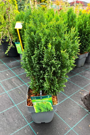 Chamaecyparis lawsoniana 'Ellwoodii'