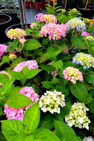 Hydrangea macrophylla 'Endless Summer'