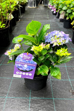 Hydrangea macrophylla 'Forever & Ever'