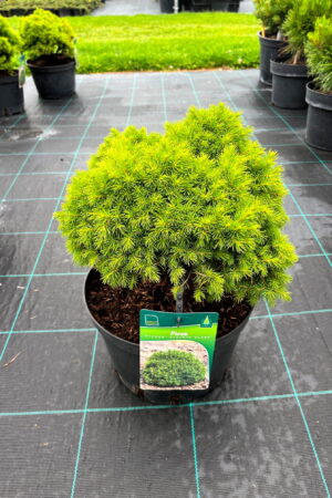 Picea glauca 'Alberta Globe'