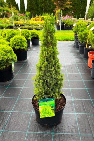 Picea glauca 'Zuckerhut'