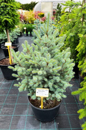 Picea pungens 'Meteor Blue'