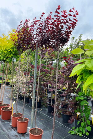 Prunus cerasifera 'Pissardii'