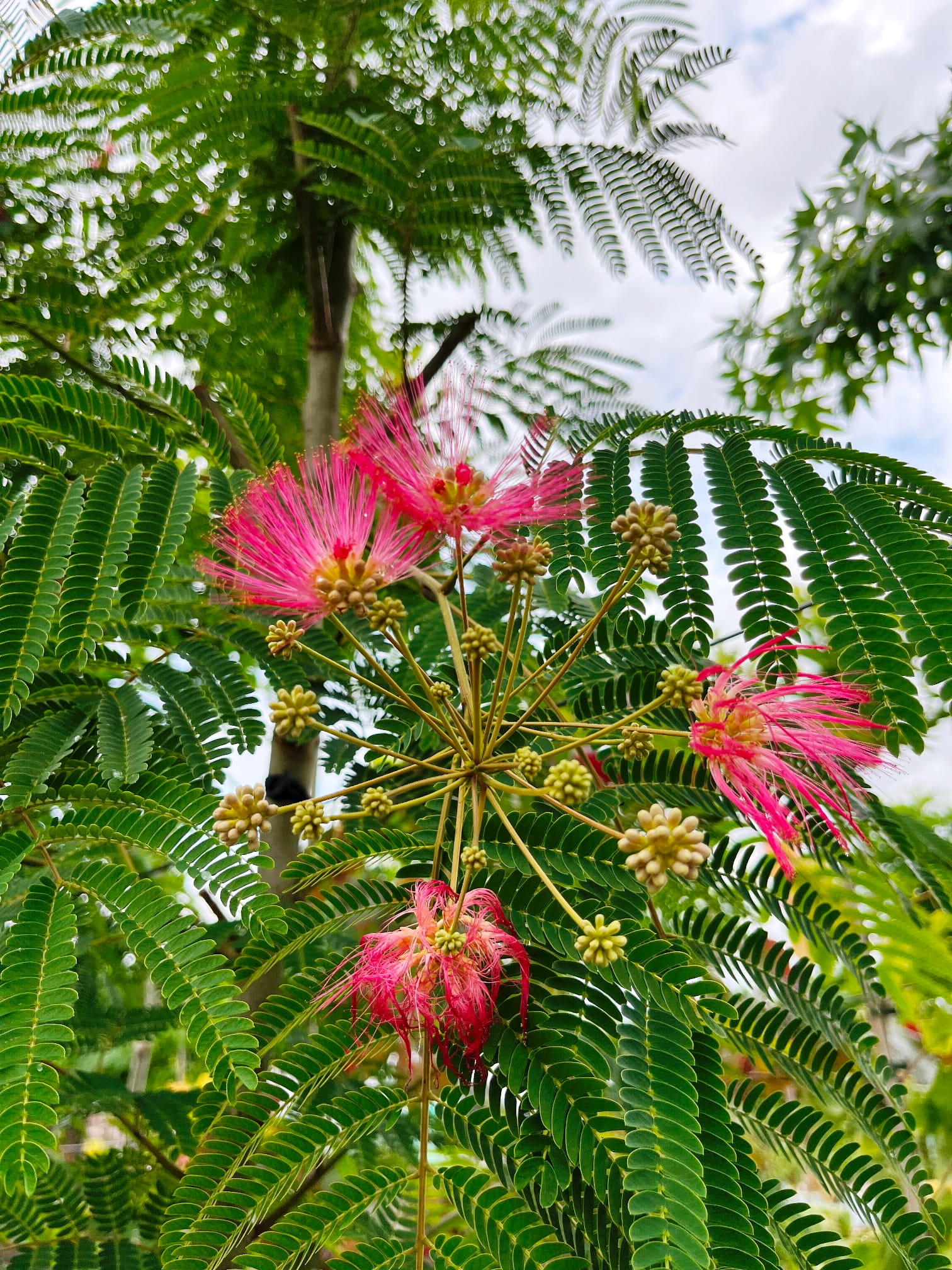Albizia julibrissin 'Rouge de Touliere'