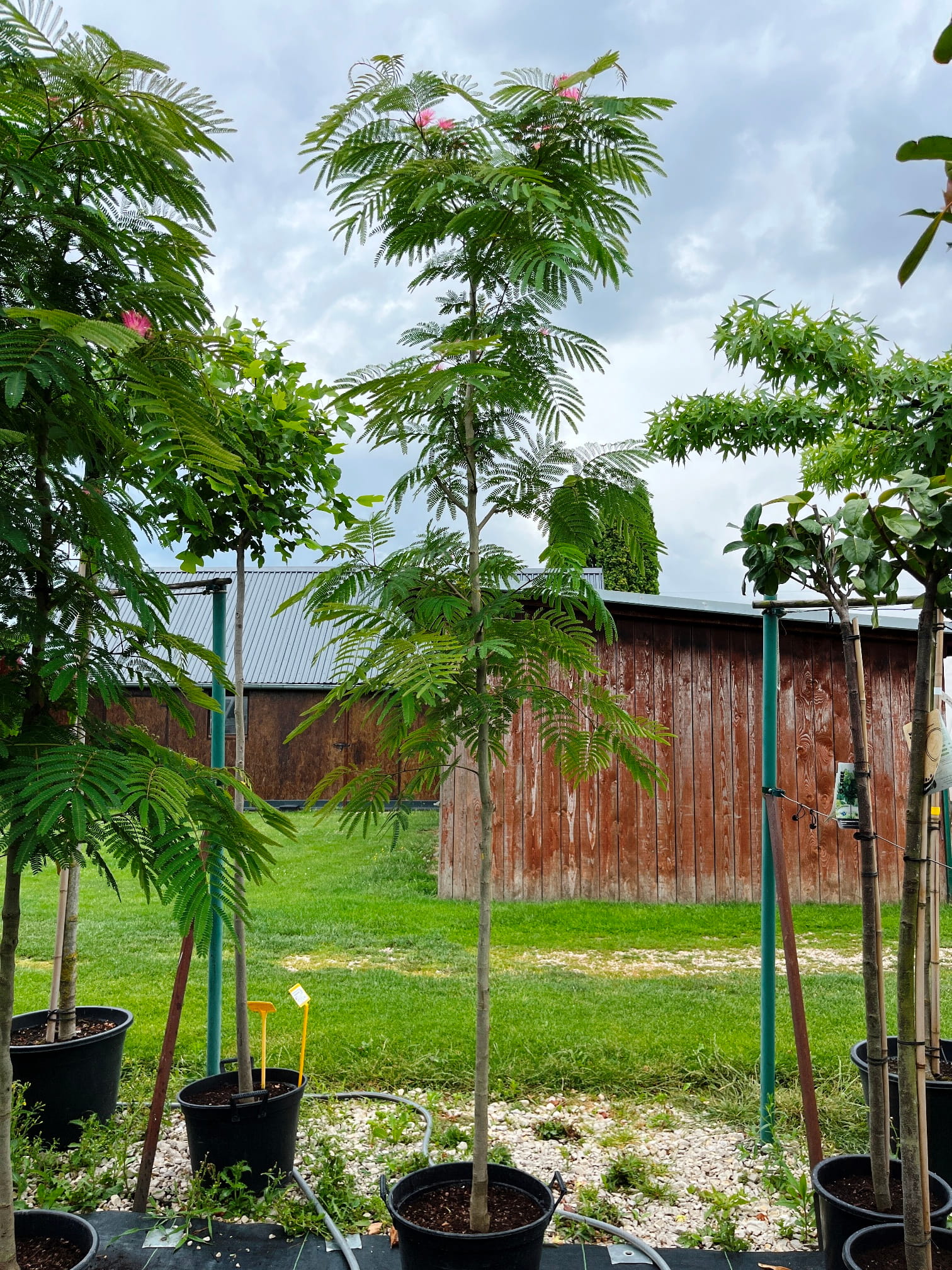 Albizia julibrissin 'Rouge de Touliere' – Obrázok 2