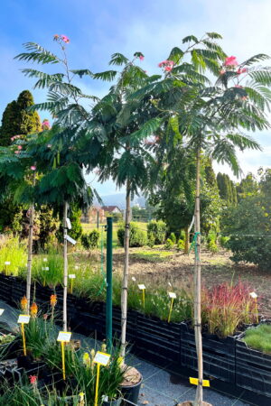 Albizia julibrissin 'Ombrella'