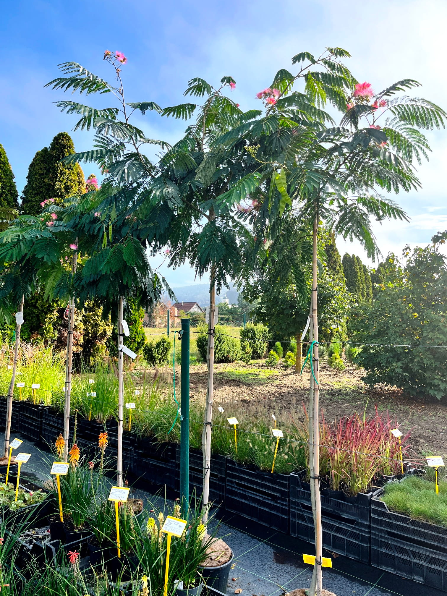 Albizia julibrissin 'Ombrella'
