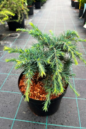 Cedrus deodara 'Feelin Blue'