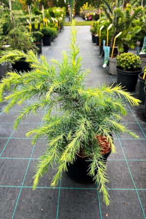 Cedrus deodara 'Feelin Sunny'