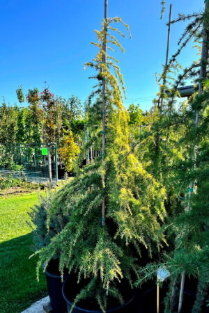 Cedrus deodara 'Vink's Golden'
