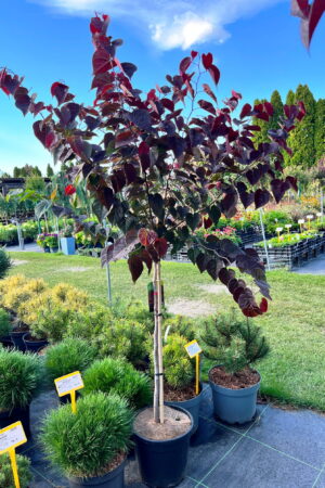 Cercis canadensis 'Garden Gems Amethyst'