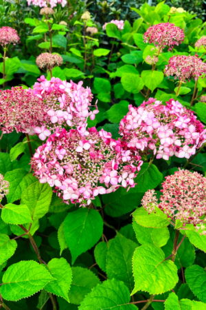Hydrangea arborescens 'Pink Anabelle'