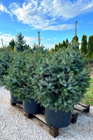 Picea omorika 'Hradec Králové'