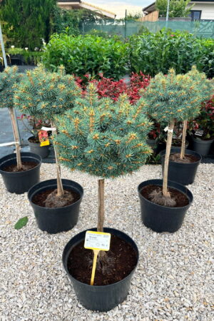 Picea pungens 'Brynek'