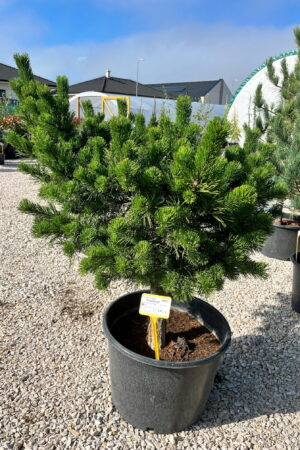 Pinus mugo 'Krauskopf'