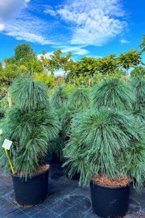 Pinus x schwerinii 'Wiethorst'