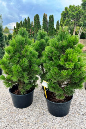 Pinus heldreichii 'Dolce Dorme'