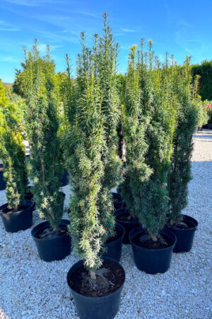 Taxus x media 'Stefania'