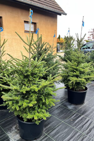 Abies balsamea