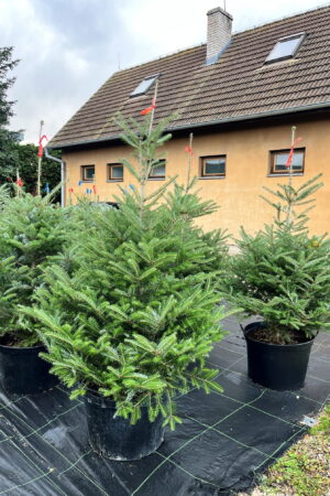 Abies koreana