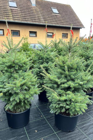 Abies koreana 'Blauer Pfiff'