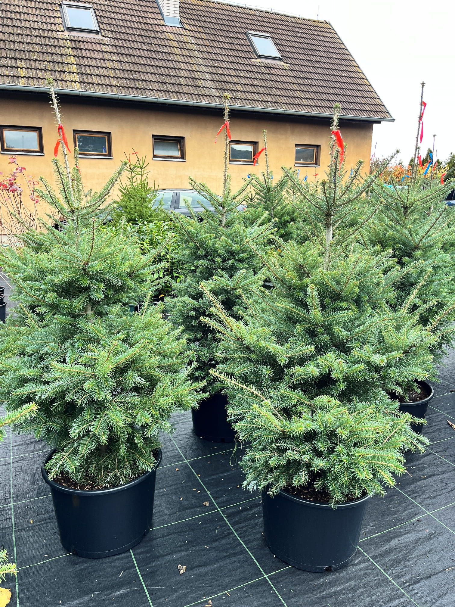 Abies koreana 'Blauer Pfiff'