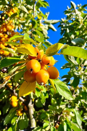 Malus 'Golden Hornet'