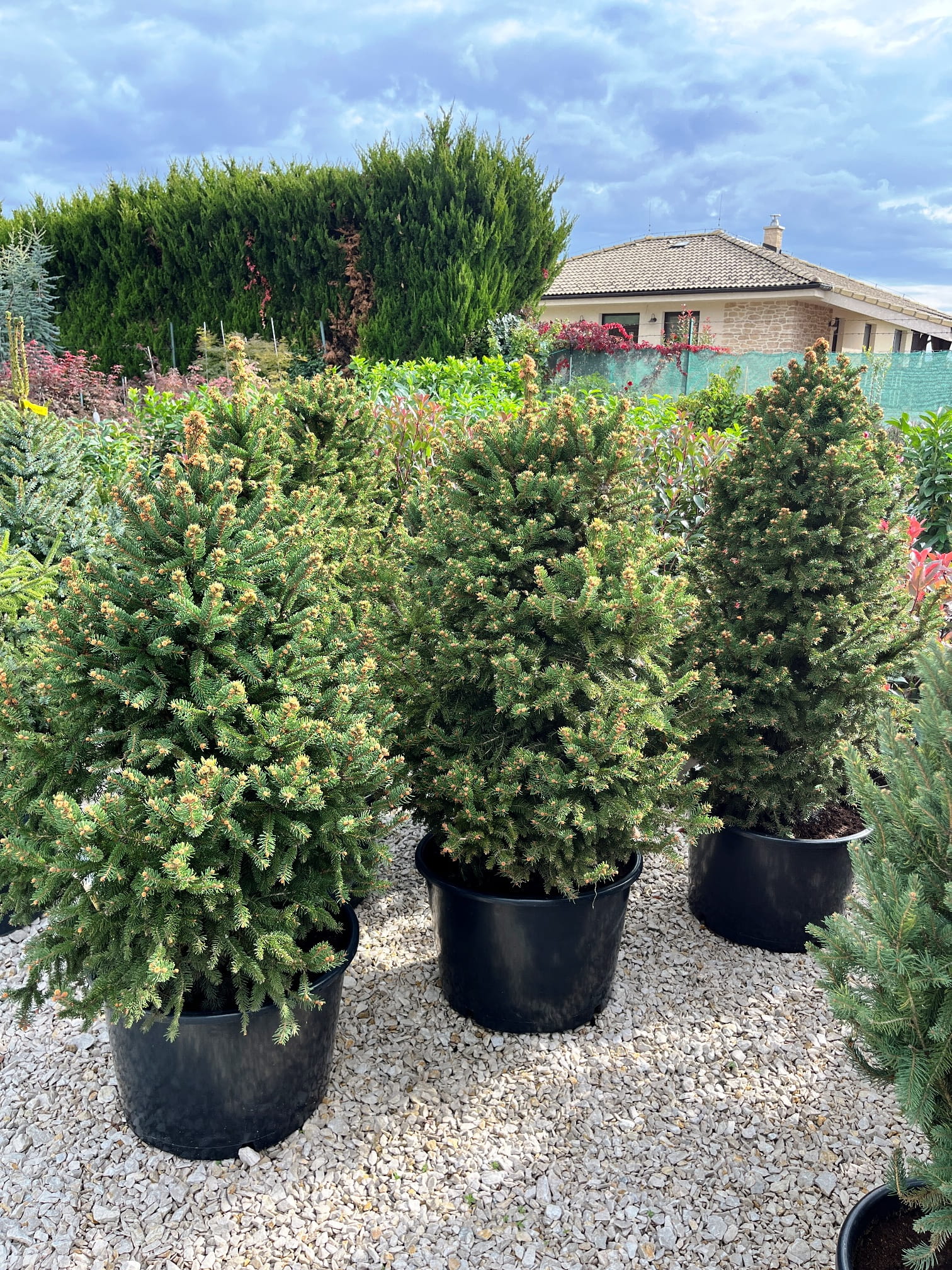 Picea abies 'Barryi' – Obrázok 2