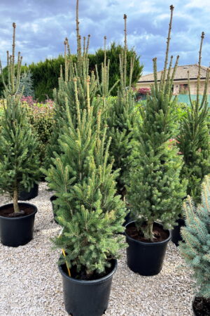 Picea abies 'Cupressina'