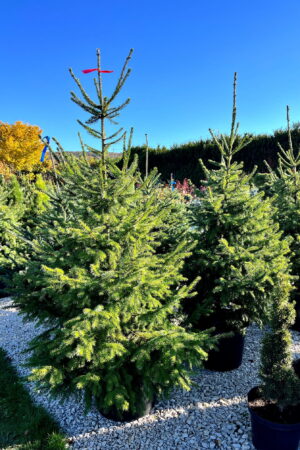 Picea omorika