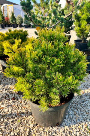 Pinus mugo 'Little Goldstar'