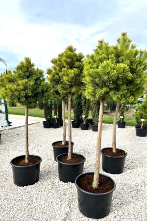Pinus mugo 'Winter Gold'